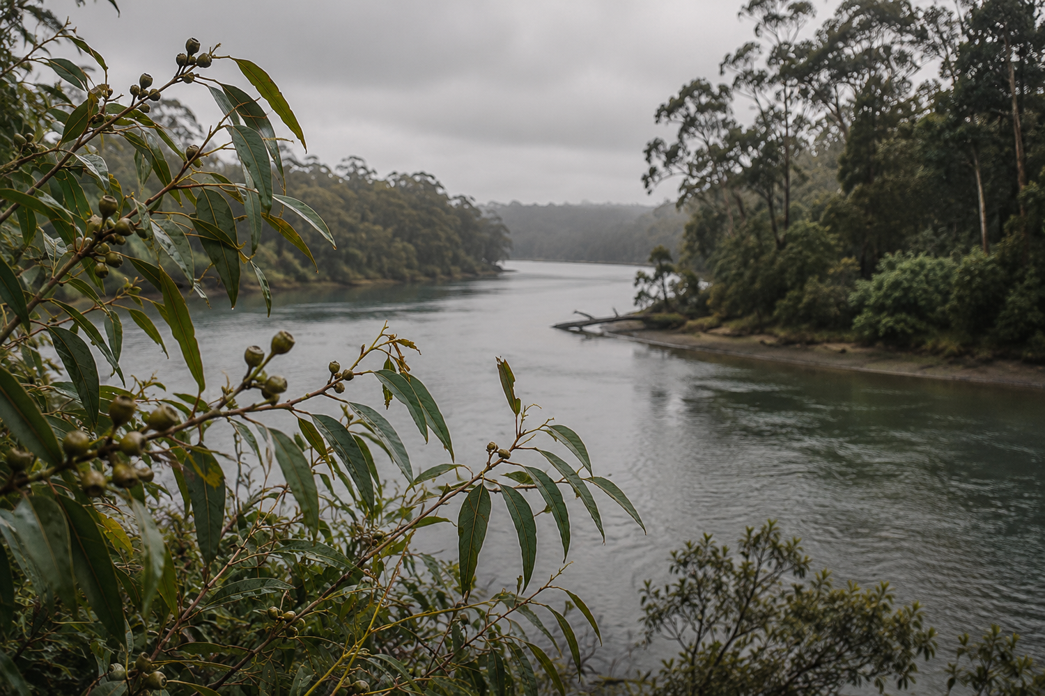 A misty view down the Clarence River near Maclean, lined with eucalyptus and tea tree